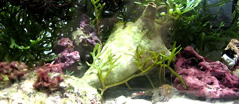 Aquaristik bei Thomas in Hamburg