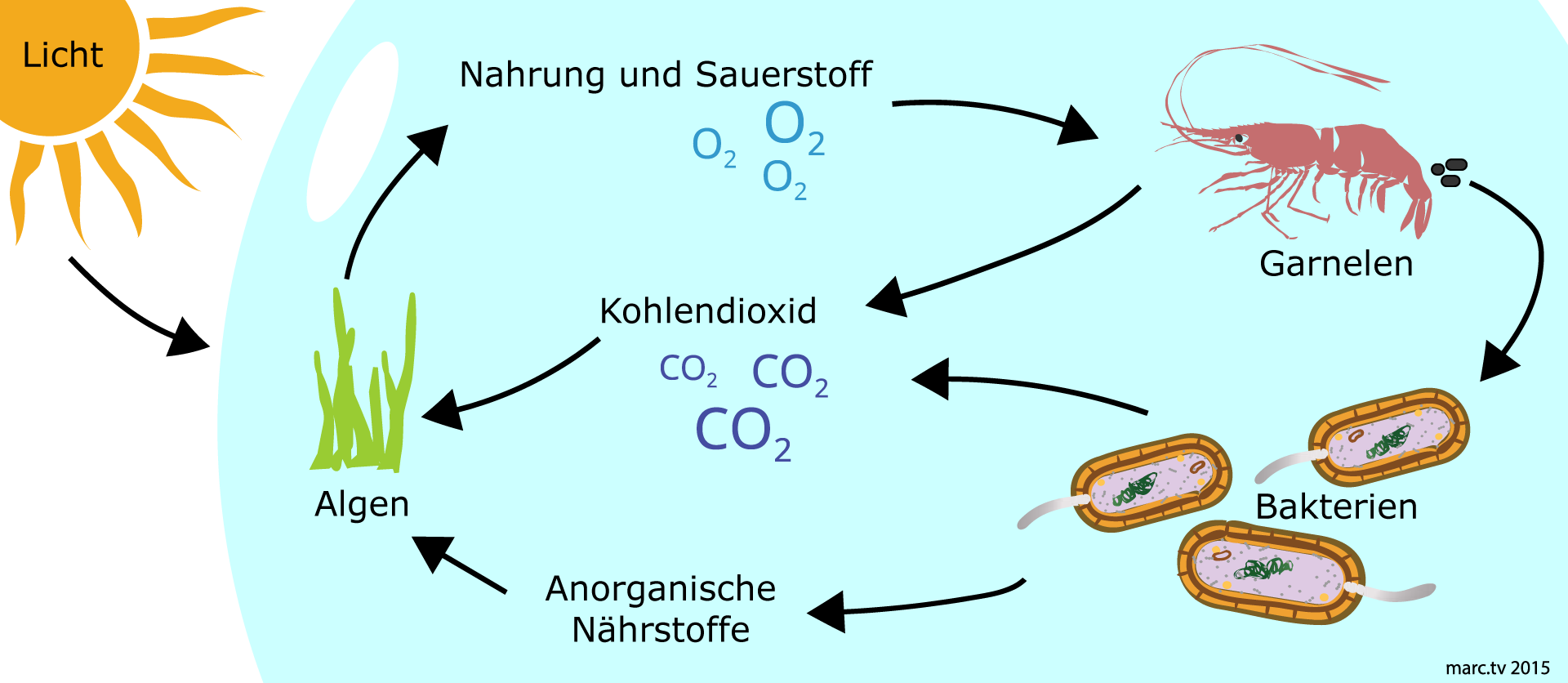 EcoSphere - Wie funktioniert der Kreislauf?