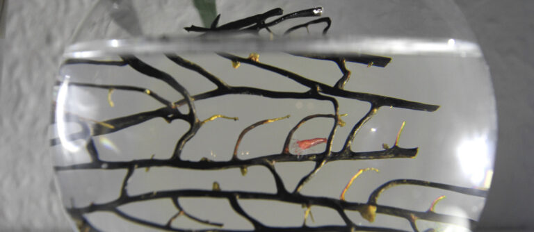 EcoSphere – Das Mini-Aquarium