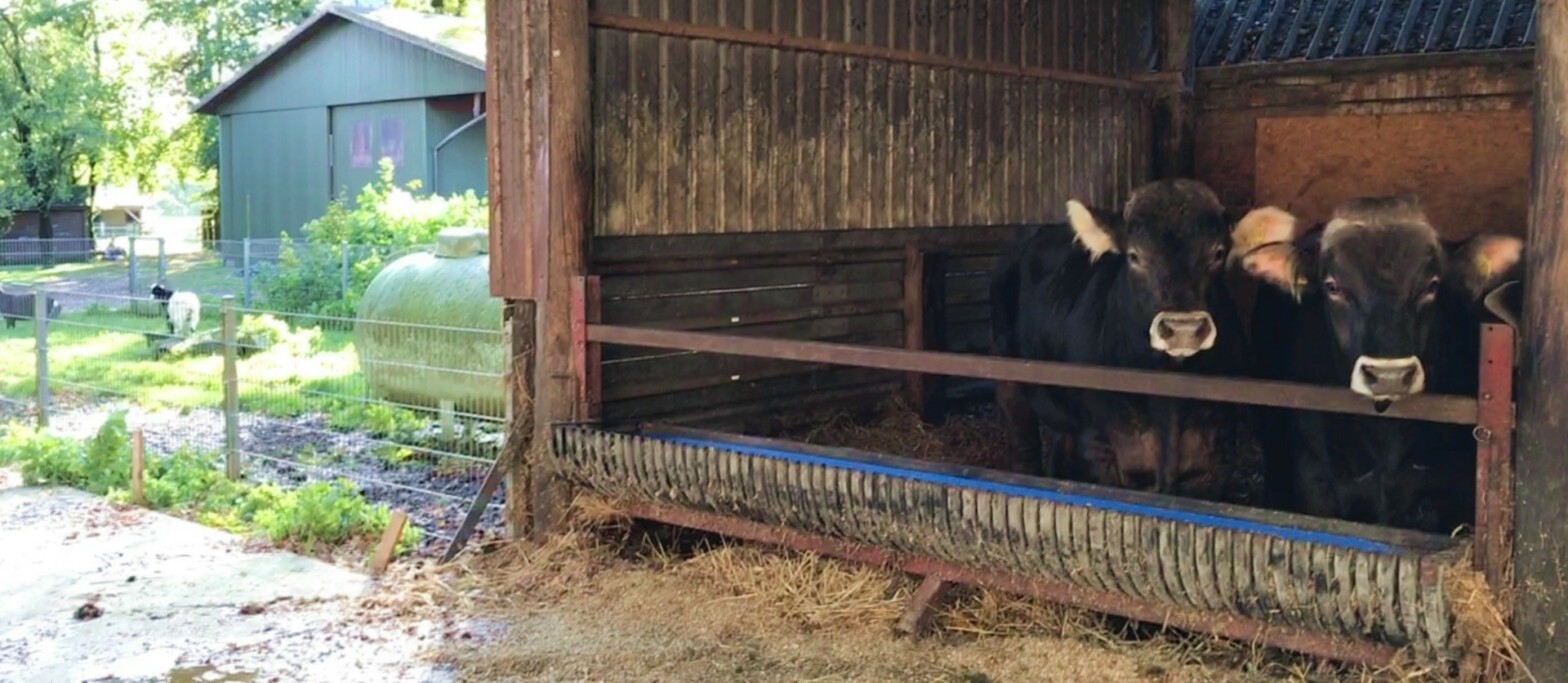 Urlaub mit Babies auf dem Bauernhof