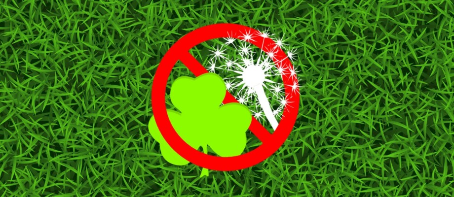 Löwenzahn und Klee aus dem Rasen entfernen