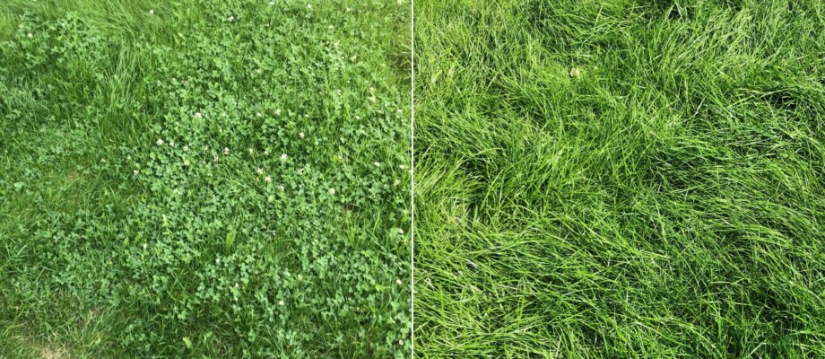 Mit Unkrautvernichter Löwenzahn und Klee aus dem Rasen entfernen