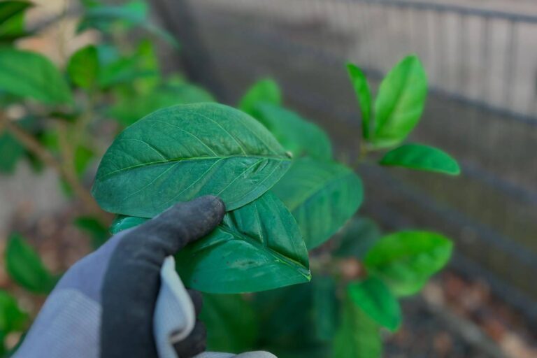 Gartenarbeit der Zukunft: Blätter wieder an die Bäume kleben mit Sekundenkleber
