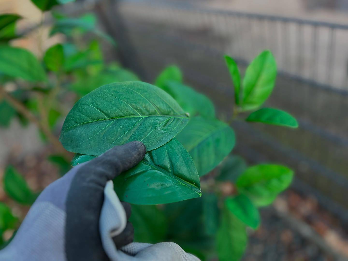 Gartenarbeit der Zukunft: Blätter wieder an die Bäume kleben mit Sekundenkleber