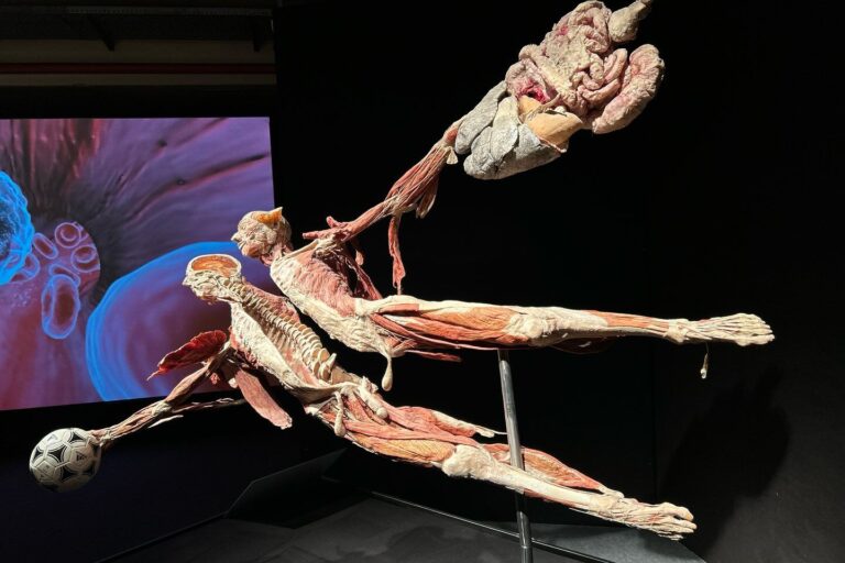 Körperwelten Ausstellung in Hannover war super mit Kindern